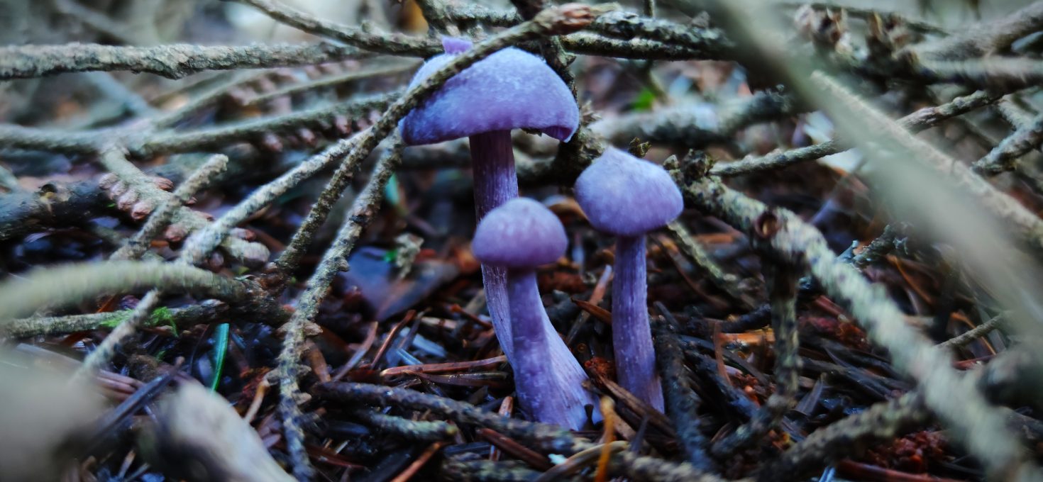 Laccaire Améthyste Herbassiette